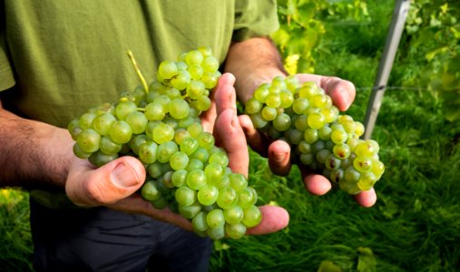 Javier shows part of the grape harvest in his Lysekil vineyard 2