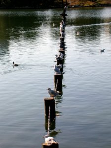 Japanese nature birds