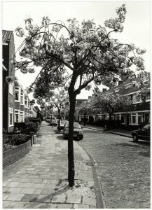 Japanse kers aan de Dutrystraat. NL-HlmNHA 54034148