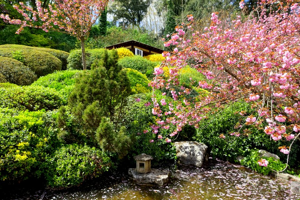 Japanese Garden - Orto botanico - Rome, Italy - DSC00193