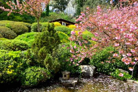 Japanese Garden - Orto botanico - Rome, Italy - DSC00193