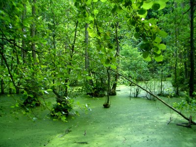 Jasmund Park