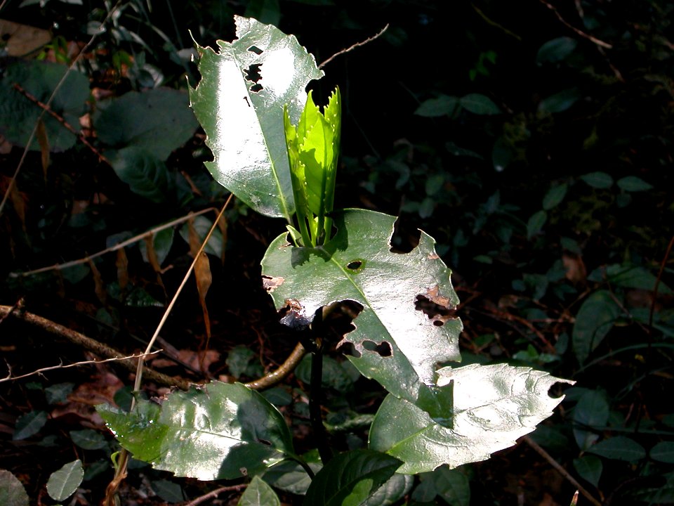 Japanese nature leaves on dark background