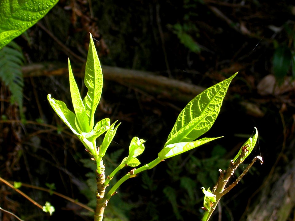 Japanese nature green leaves