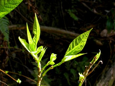 Japanese nature green leaves