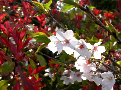 Japanese nature flowers red and white