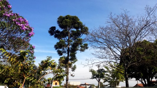 Jardim com Araucária, Taubaté