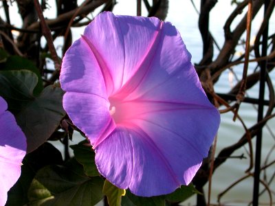 Japanese nature morning glory