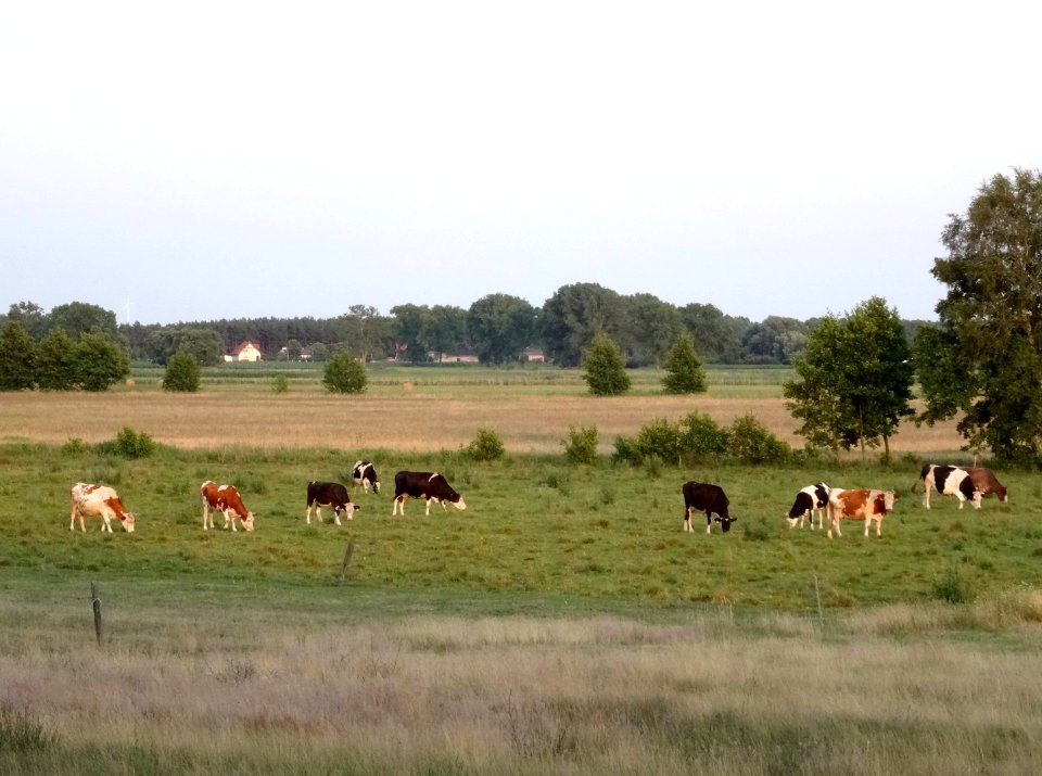 Januszkowo 3 7-2015