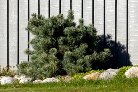 Japanese white pine in Tuntorp 2