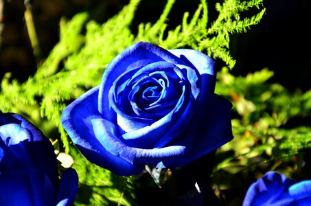 Bouquet blue birthday greeting photo