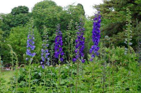 Jardin du Luxembourg - Delphinium