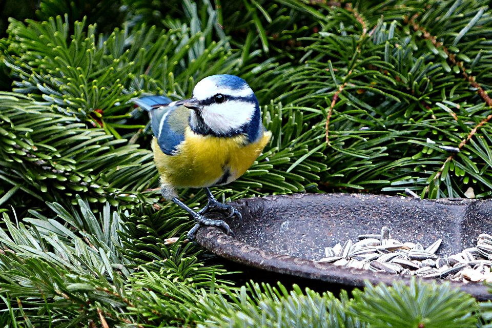 Animal cyanistes caeruleus foraging