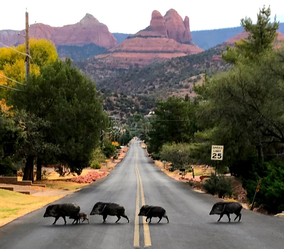 Javelinas Crossing Navahopi Road in Sedona, Arizona - a la The Beatle's Abbey Road Album!