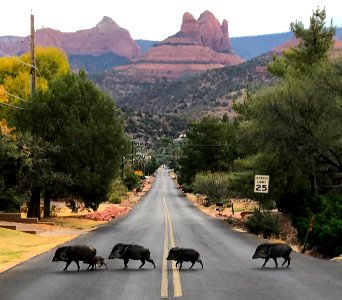 Javelinas Crossing Navahopi Road in Sedona, Arizona - a la The Beatle's Abbey Road Album! photo