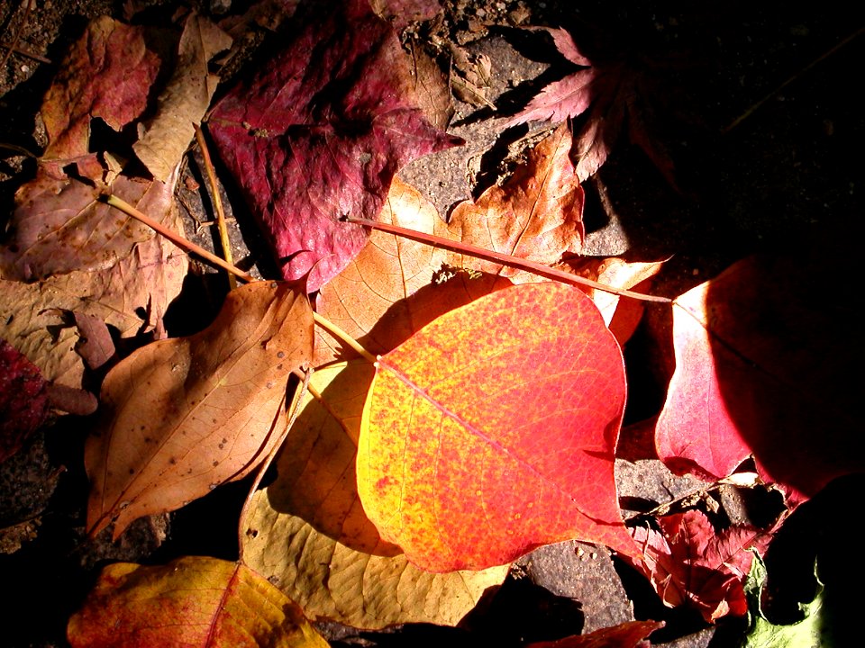 Japanese nature leaves