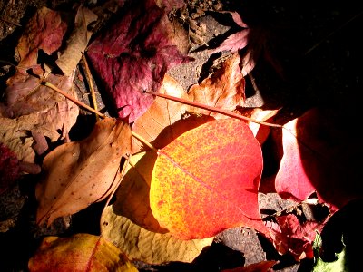 Japanese nature leaves