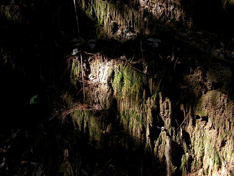 Japanese nature earth