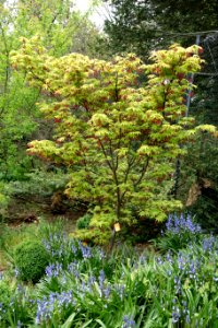 Japanese maple - Morris Arboretum - DSC00237