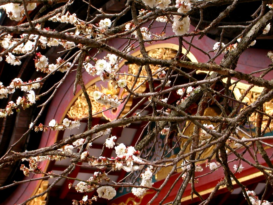 Japanese nature temple with flowers