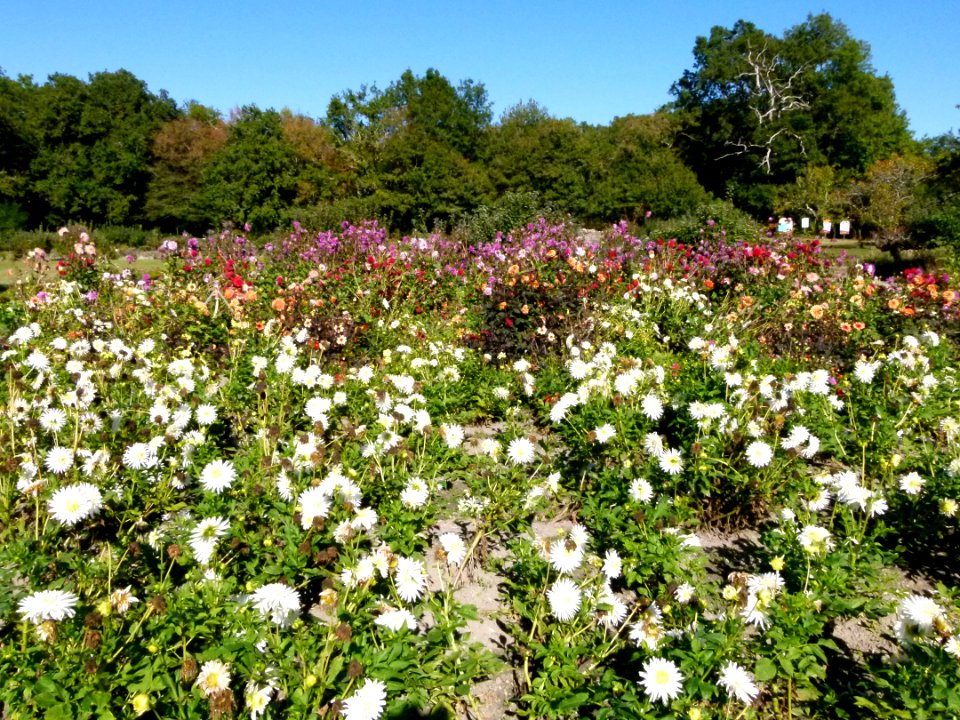 Jardin planté de dahlias - Château du Moulin 3