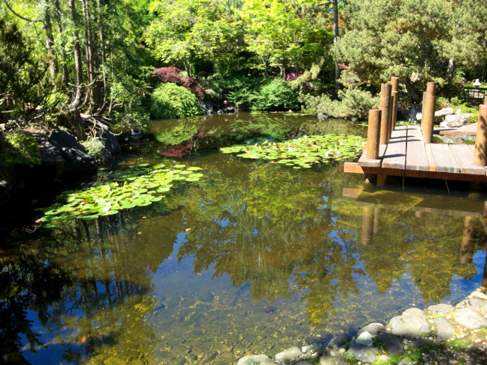Japanese Garden Hobart Botanical 20171119-016