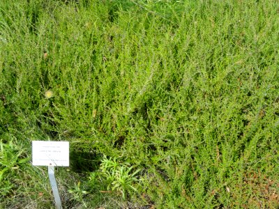 Jasione laevis - Botanischer Garten, Frankfurt am Main - DSC02611