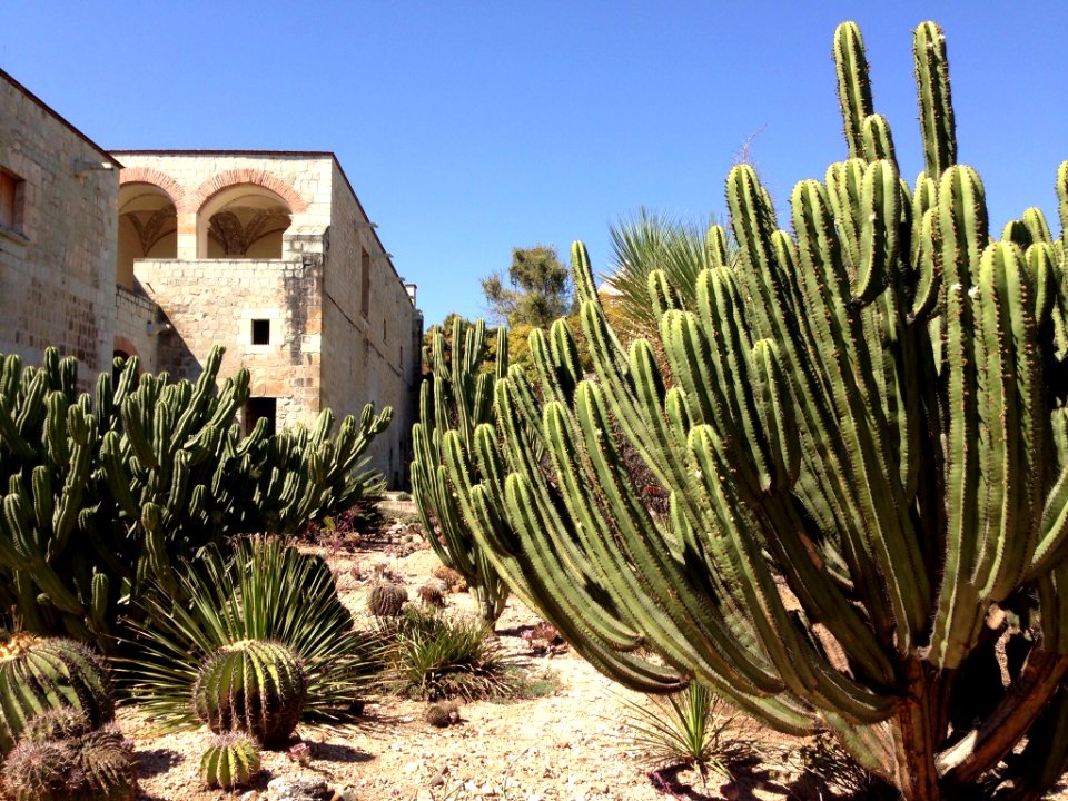 Jardín Etnobotánico de Oaxaca 06