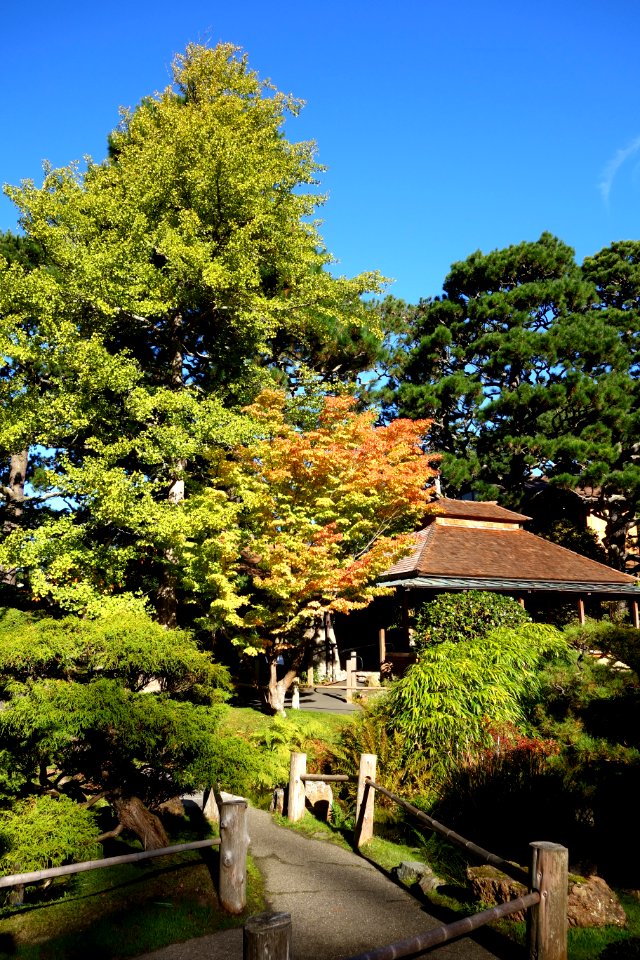 Japanese Tea Garden (San Francisco) - DSC00207