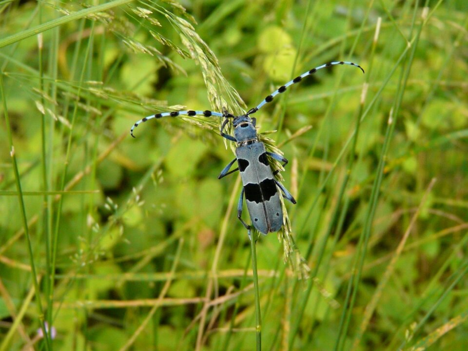 Insect arthropod alpine cincér
