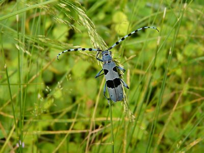 Insect arthropod alpine cincér