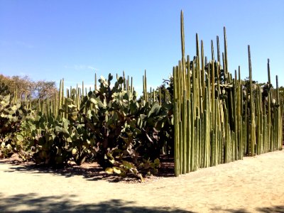 Jardín Etnobotánico de Oaxaca 10