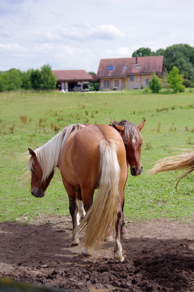 Horses animals horse photo