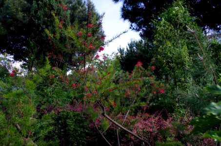 Jardin de Reuilly - vue générale 2