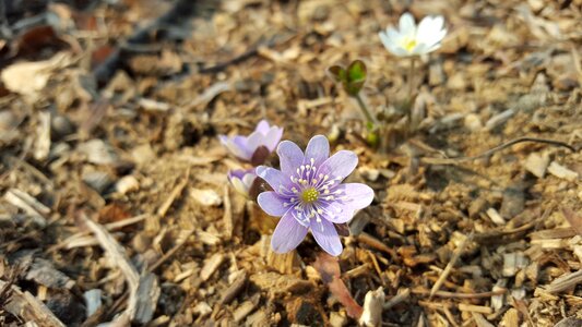 Purple flowers spring photo