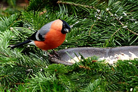 Males pyrrhula foraging