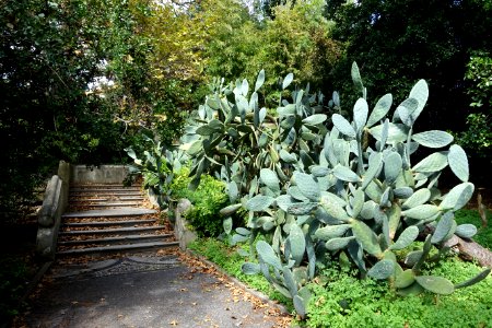 Jardim Botânico Tropical - Lisbon, Portugal - DSC06555