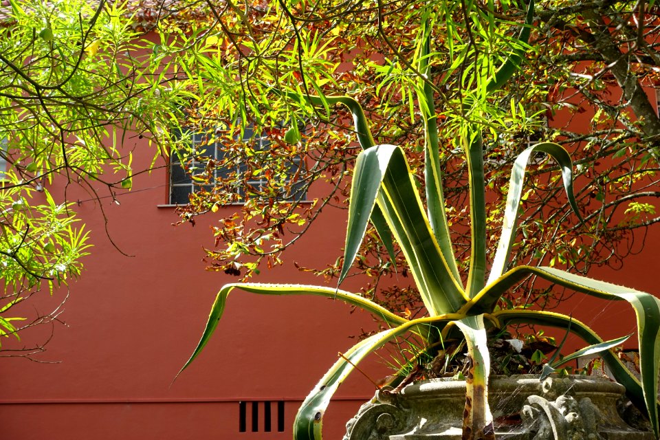Jardim Botânico Tropical - Lisbon, Portugal - DSC06574