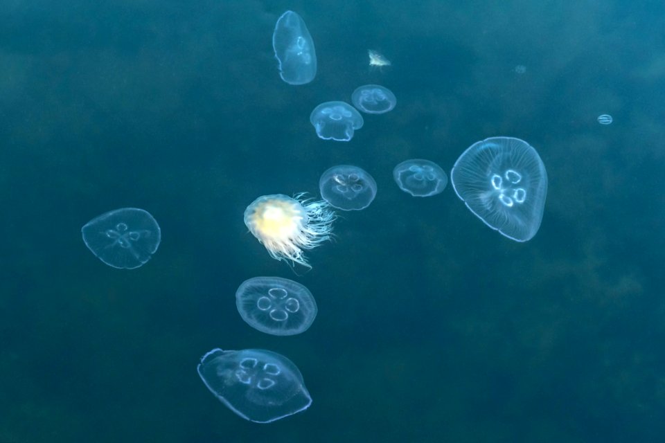Jellyfishes and sea gooseberries in Sandvik 1