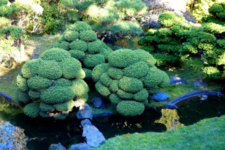 Japanese Tea Garden (San Francisco) - DSC00215 photo