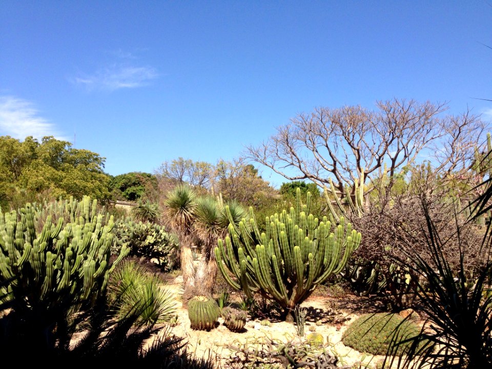 Jardín Etnobotánico de Oaxaca 07