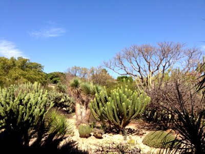 Jardín Etnobotánico de Oaxaca 07