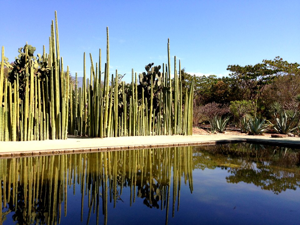 Jardín Etnobotánico de Oaxaca 01