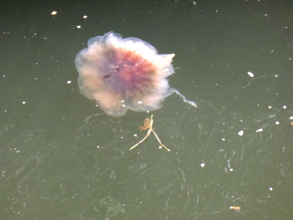 Jellyfish-1