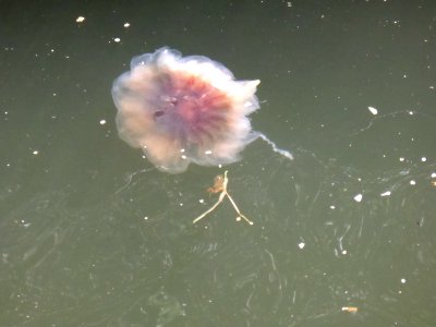 Jellyfish-1