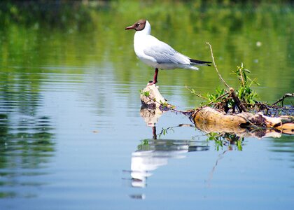 Summer bird river