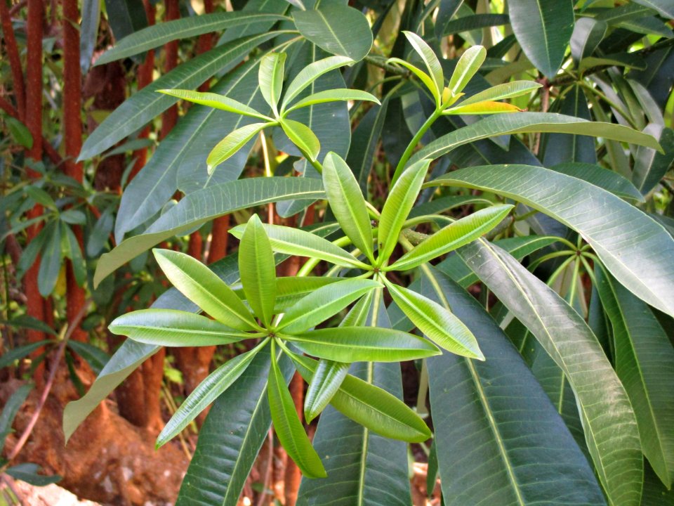 Jelutong (Dyera costulata) whorled leaves