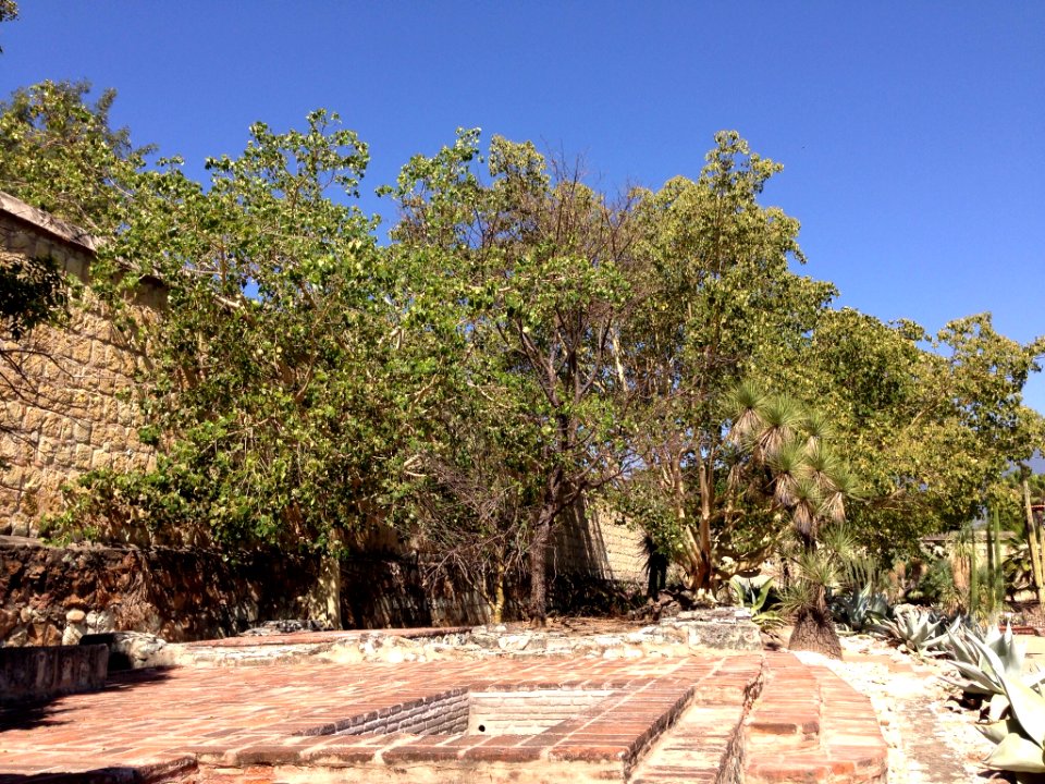 Jardín Etnobotánico de Oaxaca 05