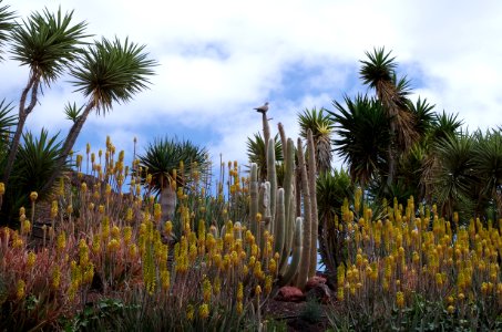 Jardin botanique à Oasis Park