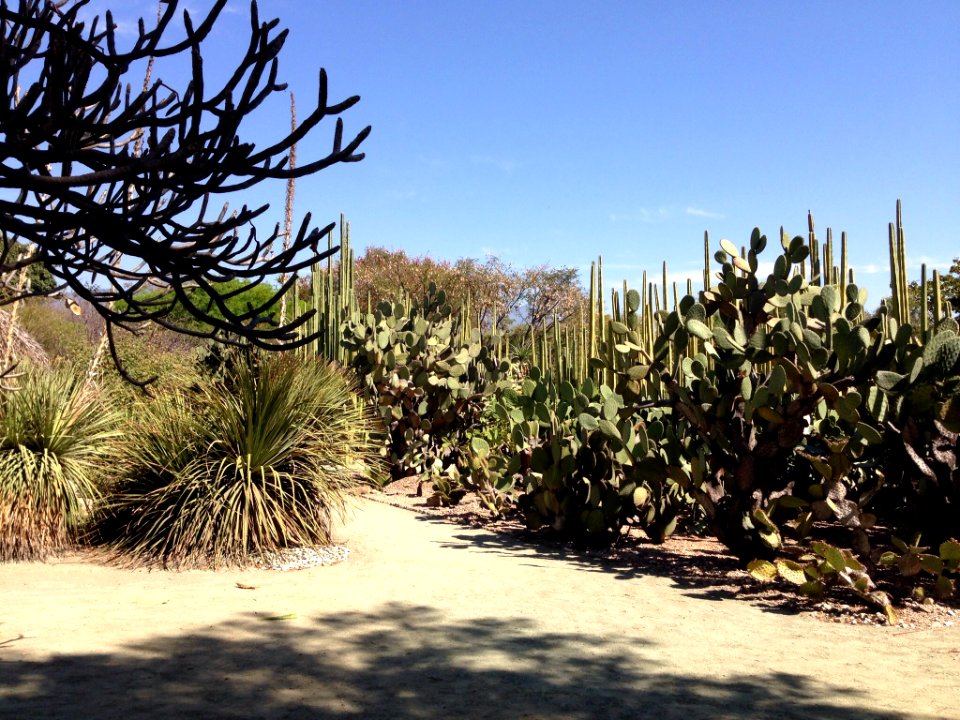 Jardín Etnobotánico de Oaxaca 09